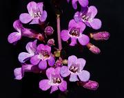 Penstemon 0484